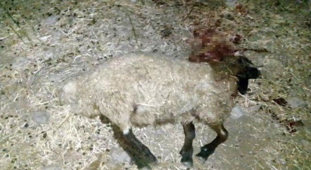 Beytüşşebapta koyun sürüsüne silahlı saldırıda 15 koyun telef oldu