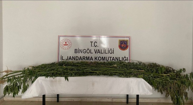 Bingölde 3 farklı noktada bin 939 kök kenevir bitkisi ele geçirildi