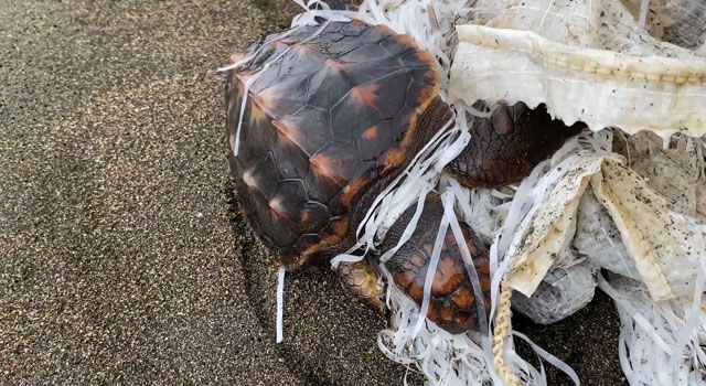 Çuvala Takılan Caretta Caretta Yavrusunu Kurtarıldı