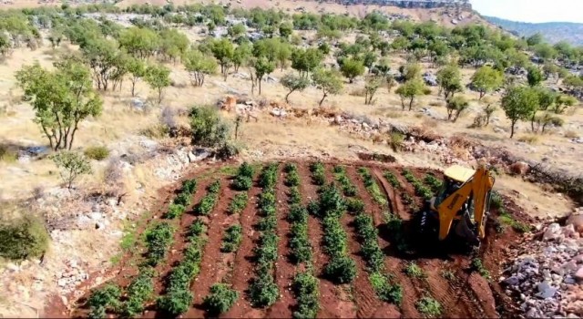 Diyarbakırda 6 milyon 836 bin kök kenevir ve skunk bitkisi ele geçirildi