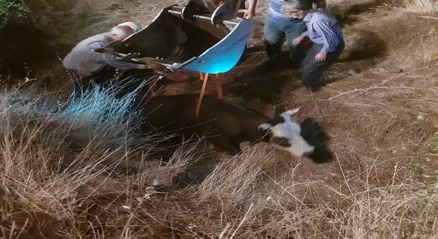 Diyarbakırda dereye düşen inek iş makinesiyle kurtarıldı