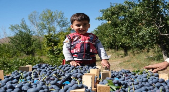 Erzincanda çarşı ve pazarın en çok satan meyvesinde hasat zamanı