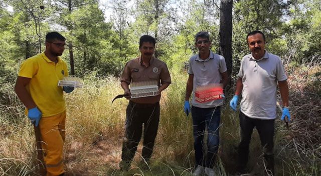 Faydalı Avcı Böcekler Osmaniye Ormanlarında Göreve Başladı