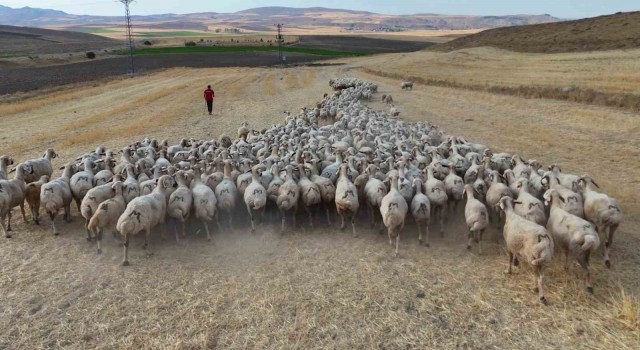 Hayvan sahipleri isyan etti: ‘Türk çoban kalmadı