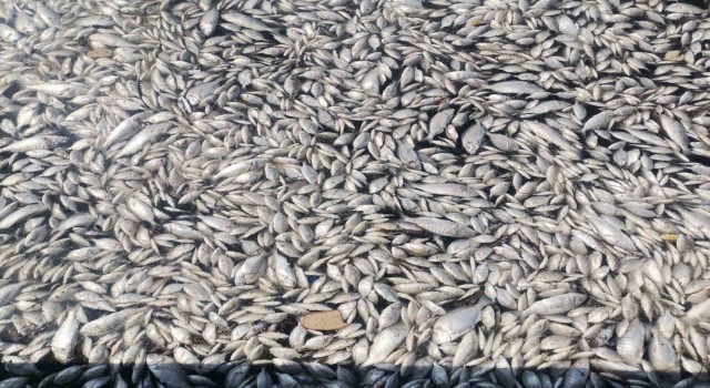 İzmir Körfezinde felaketin boyutu artıyor: Her yer ölü balık