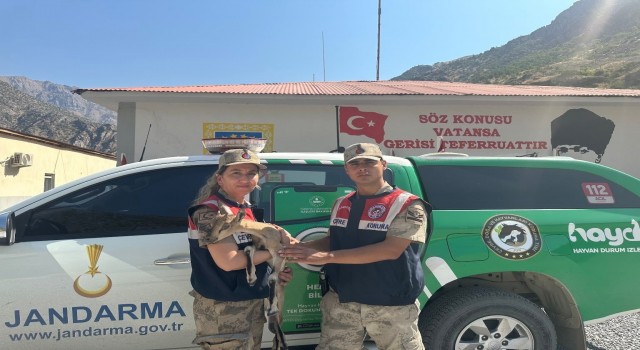 Jandarmadan yavru dağ keçisine şefkat eli