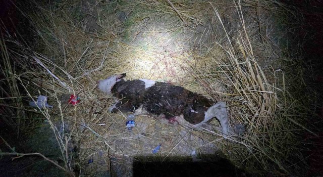 Kazada savrulan ineğe başka bir araç daha çarptı: 1i ağır 3 yaralı