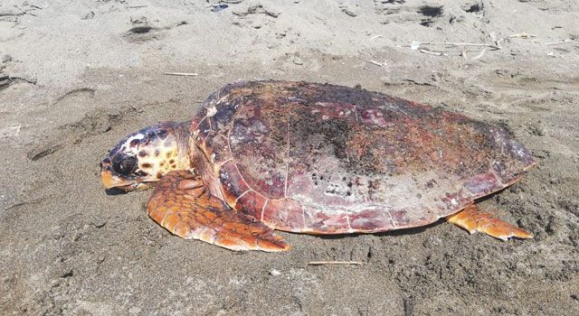 Kıyıya Vuran Yaralı Caretta Caretta Kurtarıldı