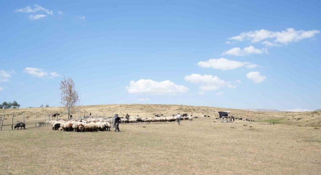 Muşta güneşten önce uyanan kadınların zorlu yayla mesaisi devam ediyor