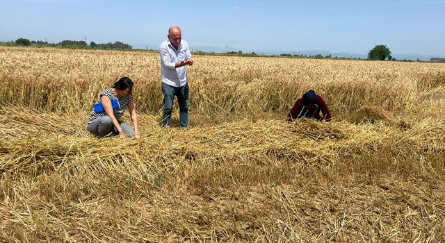 Osmaniye'de 2025-2027 Bitkisel Üretim Planlaması Belirlendi