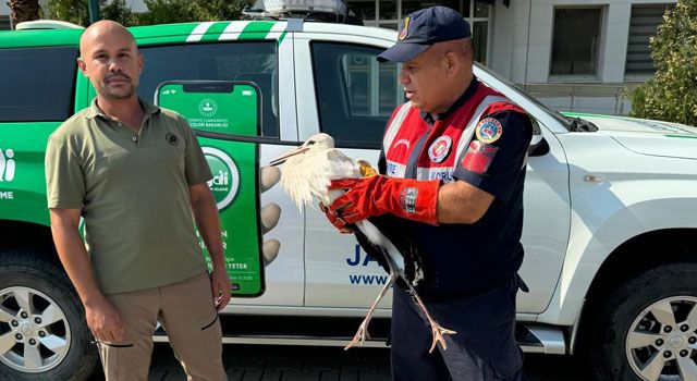 Osmaniye’de Yaralı Leylek Kurtarıldı ve Tedavi Altına Alındı