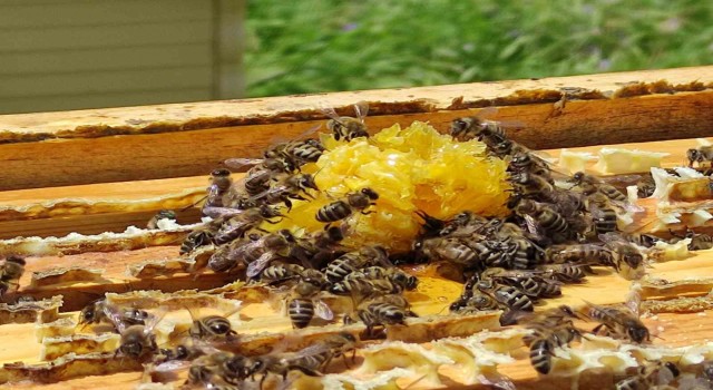 Söke İlçe Tarım ve Orman Müdürlüğünden ilaçlama uyarısı