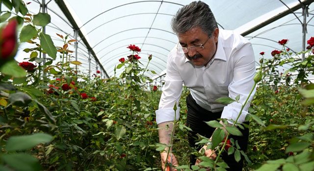 Vali Yılmaz, Gül Hasadına Katıldı