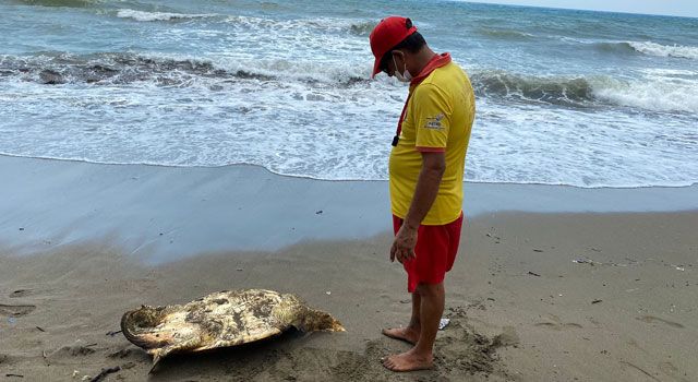 Yaralı Caretta Caretta Kurtarıldı