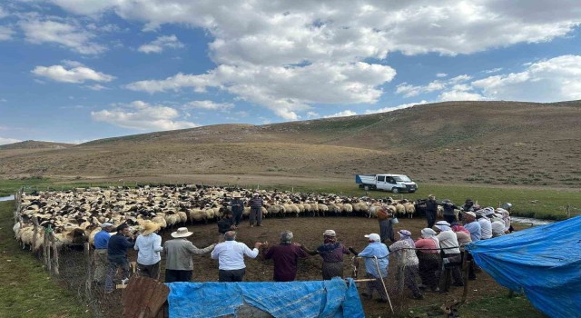 Yüksekovanın yaylalarında hayvan küpeleme ve aşılama çalışması