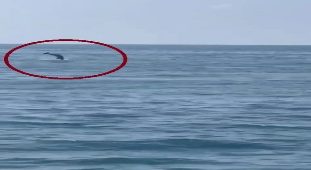 İskenderun Körfezinde yunus balığı heyecanı