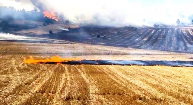 Kütahyada ormana sıçrayan anız yangını büyümeden söndürüldü
