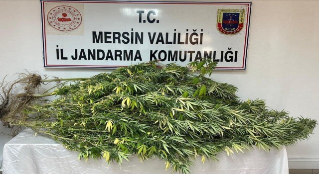 Mersinde uyuşturucu tacirlerine operasyon: 4 gözaltı