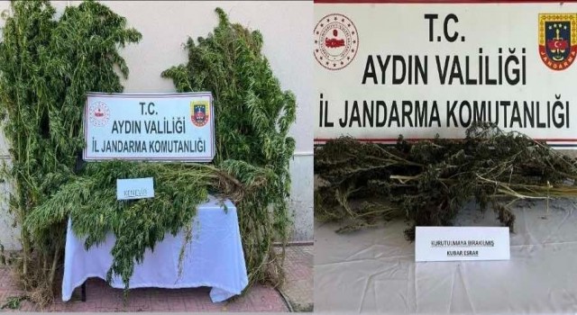 Nazillide 153 kök hint keneviri ele geçirildi