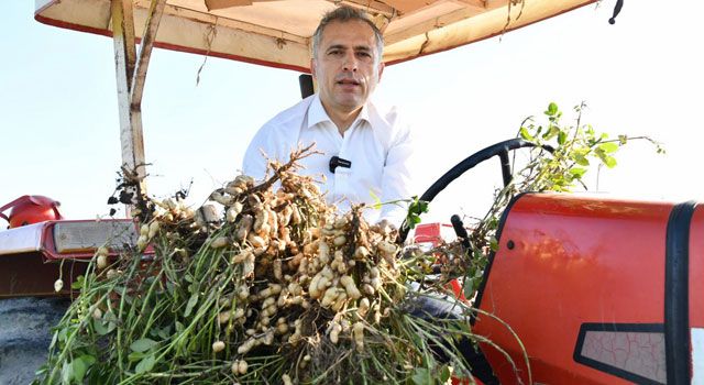 Osmaniye Yer Fıstığı Festivali İçin Geri Sayım Başladı