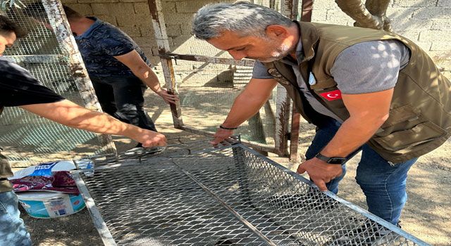 Osmaniye'de Kaçak Tavus Kuşu Üretimi Ortaya Çıkarıldı