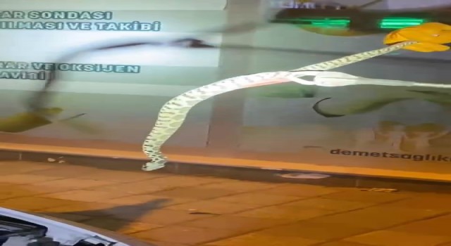 Seyir halindeki aracın kaputundan yılan çıktı