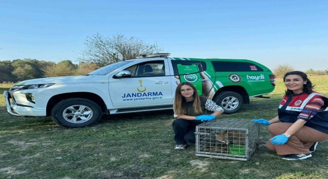 Tedavisi tamamlandı doğaya salındı