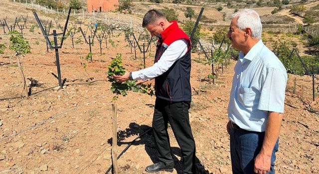 Telli Terbiyeli Üzüm Bağları İle Tarım Çeşitliliği Artacak