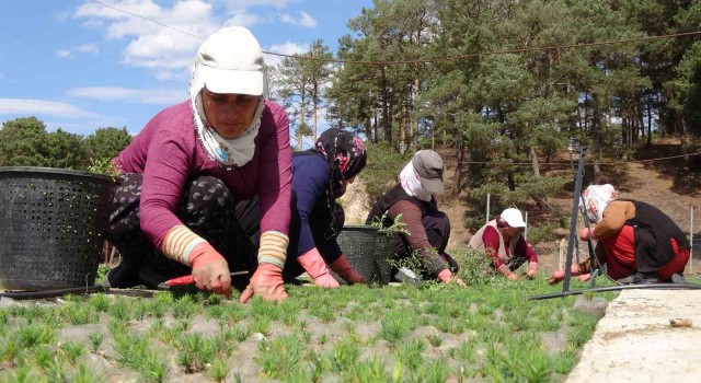 Türkiyenin ormanları bozkırda yeşeriyor