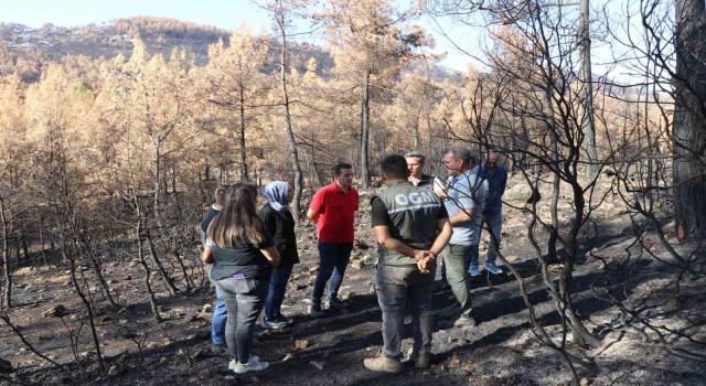 Yangın sonrası hızlı müdahale ve ağaçlandırma çalışmaları Muğlada sürüyor