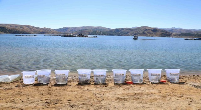 15 ilde 25 milyon yavru sazan suya bırakıldı