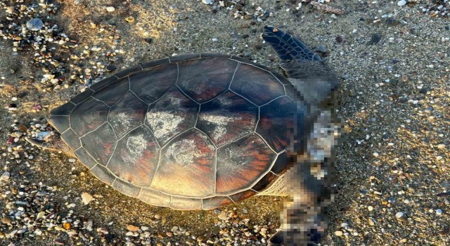 Alanyada caretta caretta ölüsü bulundu