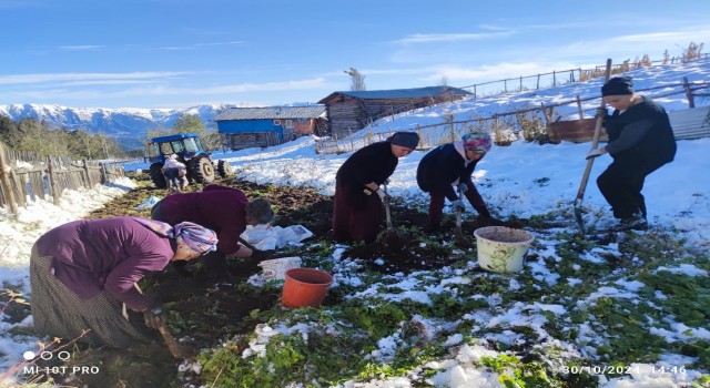 Artvine kış erken gelince patates hasası kar altında yapıldı