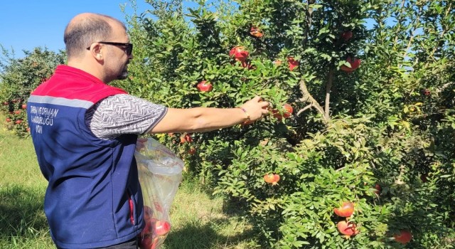 Aydında pestisit kalıntı analizi için nar numuneleri alındı