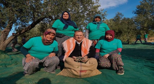 Ayvalık Belediyesi zeytinliklerinin ilk hasadı Başkan Erginden