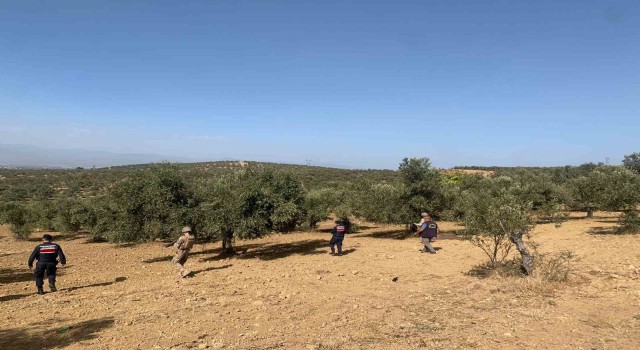 Balıkesirde zeytinliklere jandarma koruması