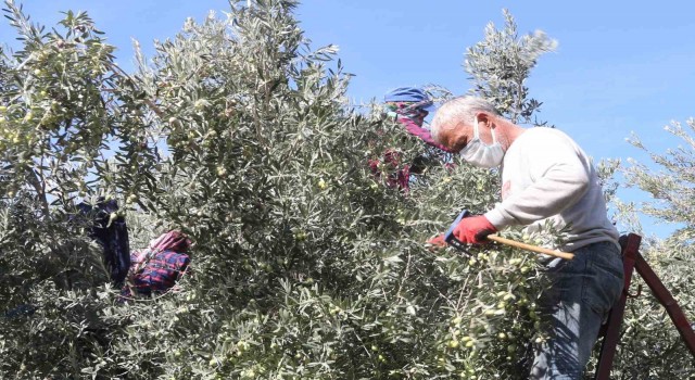 Başkan Murat Orhandan erken zeytin hasadına uyarısı