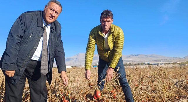 CHP’li Gürer, “600 Ton Domates Tarlada Çürüdü”