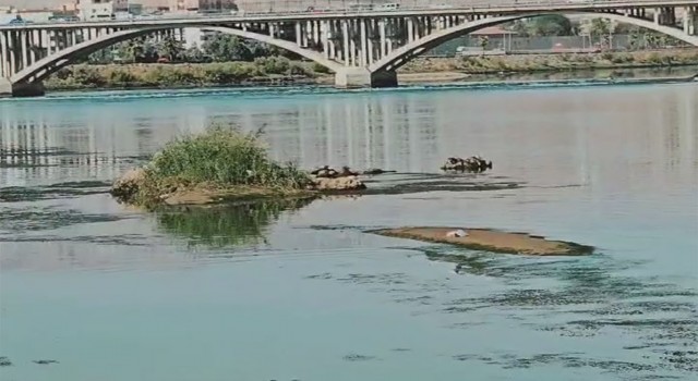 Cizrede su yüzeyine çıkmaya çalışan su samuru, martı saldırısına uğradı