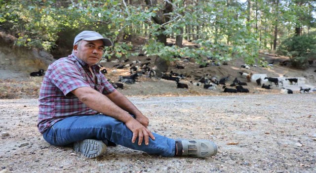 Dağlardaki kurtlar, keçi çobanlarının en büyük kabusu oldu