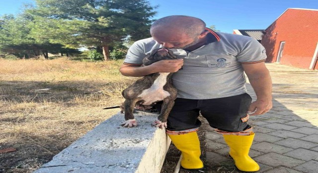 Denizlide yasak ırk köpekler uygun şartlarda bakılıyor