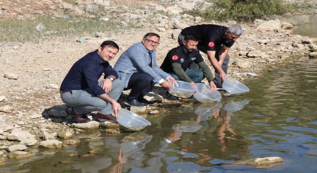 Dicle ilçesindeki Kralkızı Barajına 100 bin pullu sazan yavrusu bırakıldı