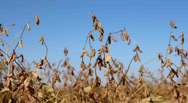 Diyarbakırda bu yıl 35 bin dekar soya fasulyesi ekildi