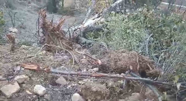 Giresunun Çamoluk ilçesinde sökülen yarım asırlık ceviz ağaçları tepkiye neden oldu