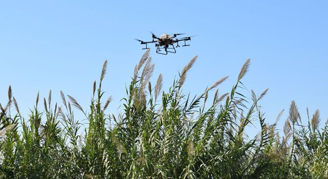 Hatay Büyükşehir Belediyesi, Drone İle İlaçlama Yapıyor