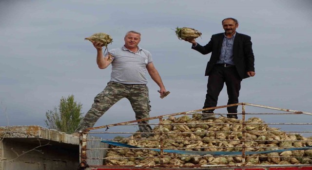 Hisarcıkta şeker pancarı üretiminde artış