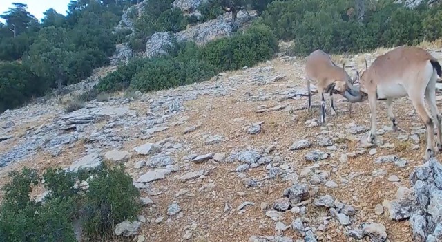Kafa kafaya vuruşan dağ keçileri fotopakana takıldı