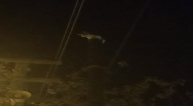 Kedi, telefon direğinde mahsur kaldı