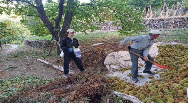 Köşkte kestane hasadı devam ediyor