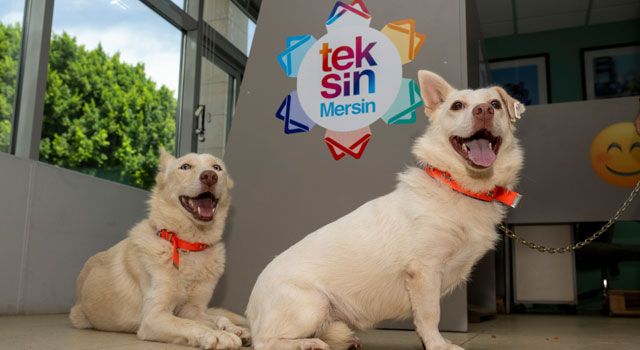 Mersin'de Köpekler Yeni Yuvalarına Kavuşuyor